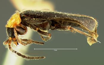 Media type: image;   Entomology 3404 Aspect: habitus lateral view